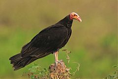 Lesser Yellow-headed Vulture